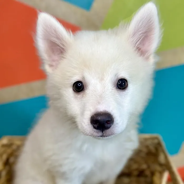 Female American Eskimo Puppy for Sale in Rogers, AR