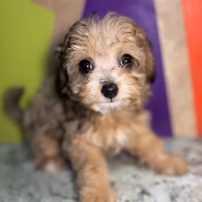 Female Poochi puppy named Julie for sale at Petland Rogers.
