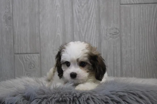 Male Cavachon puppy for sale at Petland Rogers.