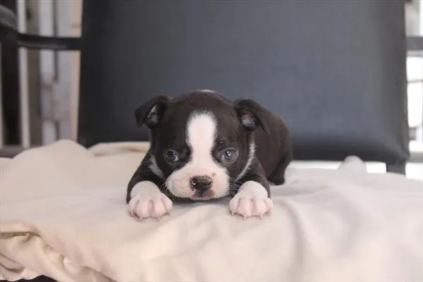 Female Boston Terrier puppy for sale at Petland Joplin.