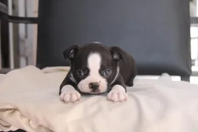 Female Boston Terrier puppy for sale at Petland Joplin.
