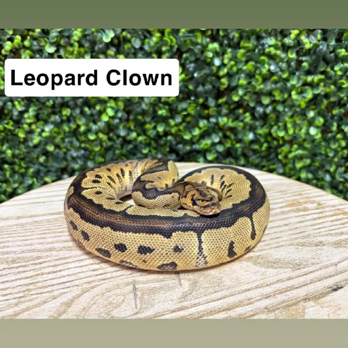 Male Ball Python reptile for sale at Petland Joplin.