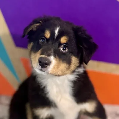 Female Miniature American Shepherd puppy named Alice for sale at Petland Rogers.