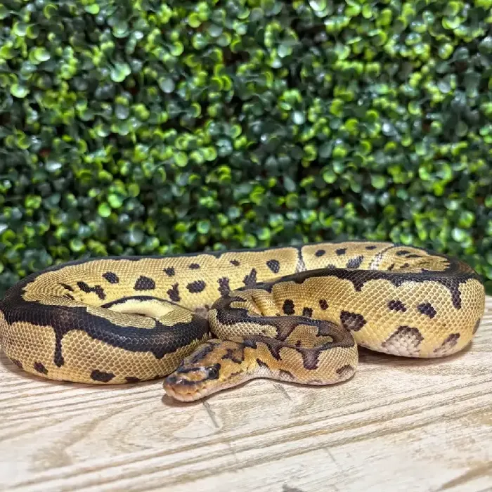 Male Ball Python reptile for sale at Petland Joplin.