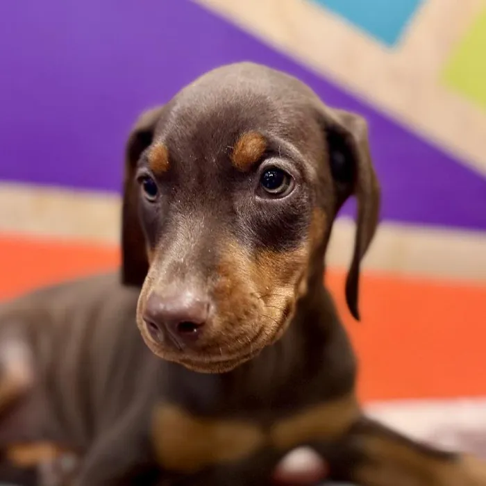 Female Doberman Pinscher puppy named Virgina for sale at Petland Rogers.