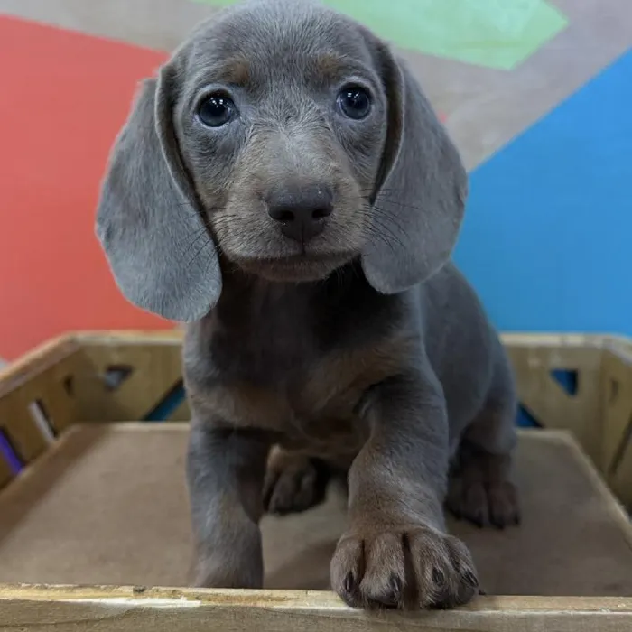 Male Dachshund puppy named William for sale at Petland Rogers.