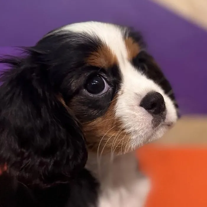 Female Cavalier King Charles Spaniel Puppy for Sale in Rogers, AR