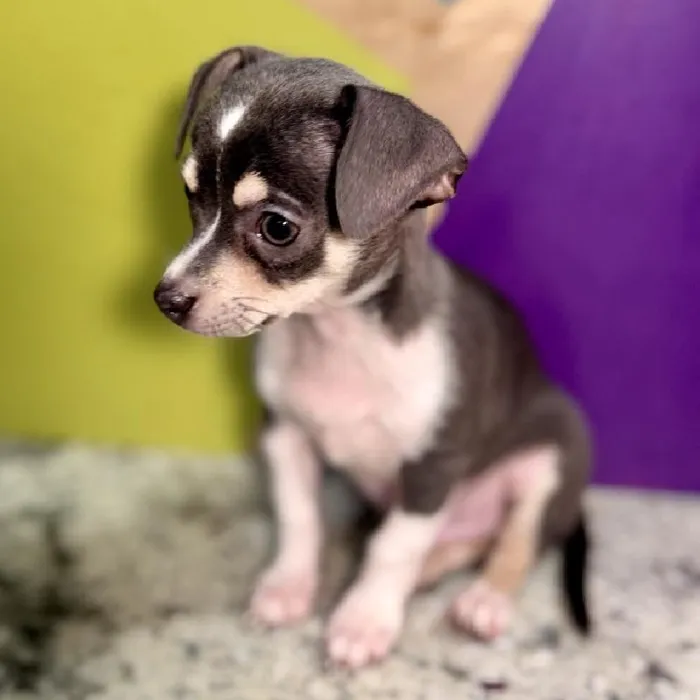 Male Chihuahua puppy named Chunk for sale at Petland Rogers.