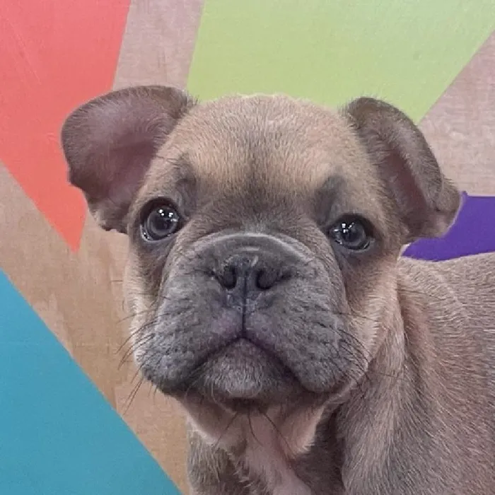 Male French Bulldog puppy named John for sale at Petland Rogers.