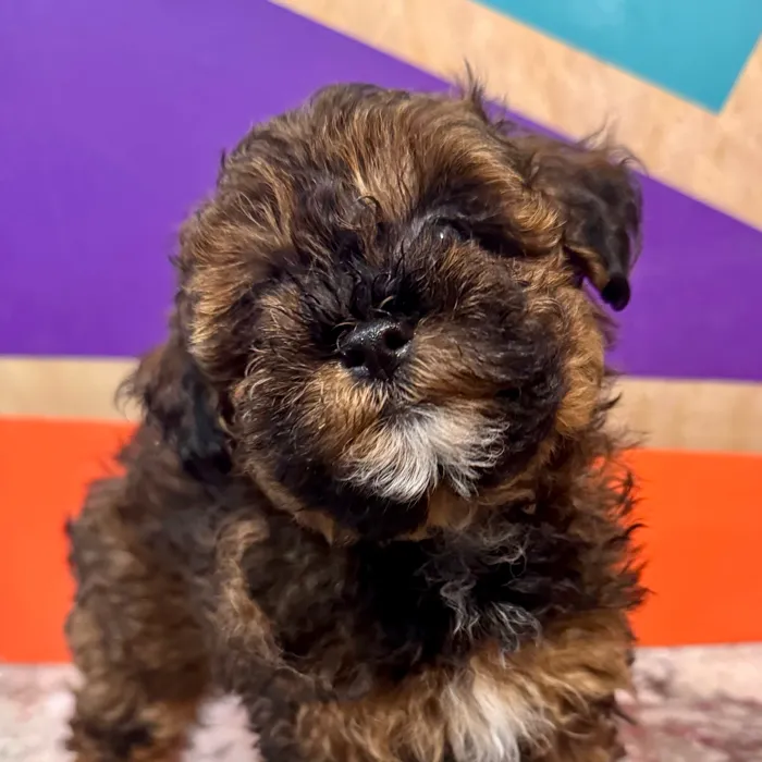 Male Maltipoo puppy named Mario for sale at Petland Rogers.