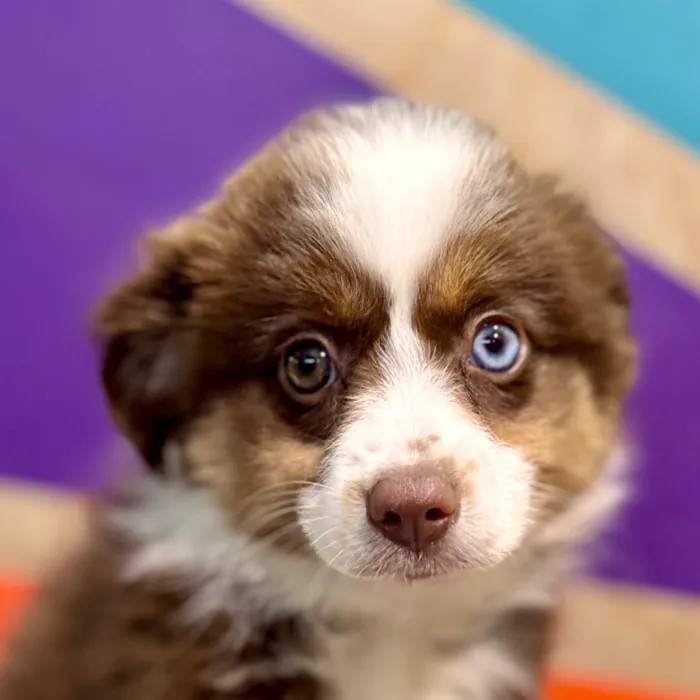 Female Australian Shepherd puppy for sale at Petland Rogers.