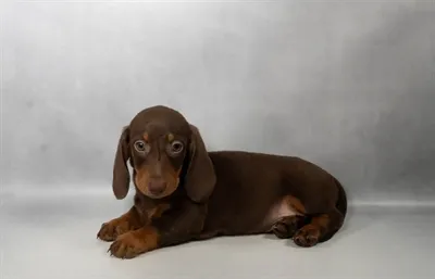 Male Dachshund puppy for sale at Petland Rogers.