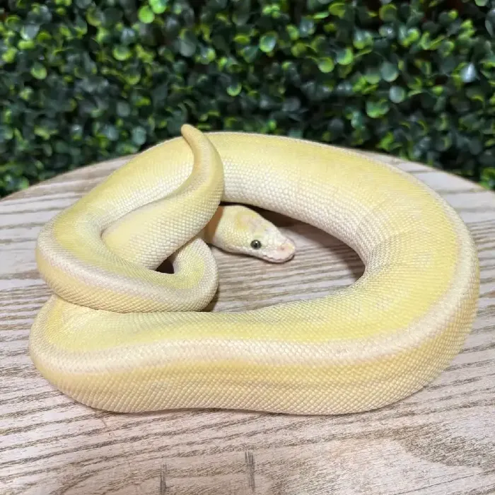 Female Ball Python reptile for sale at Petland Joplin.