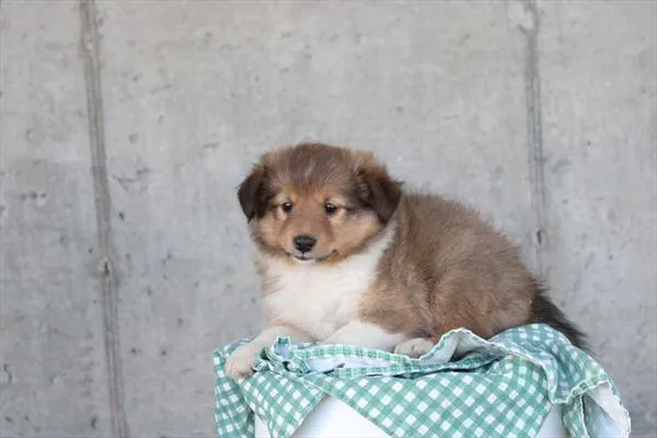 Female Sheltie puppy for sale at Petland Joplin.
