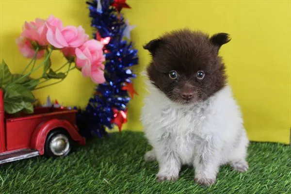 Male Pomeranian puppy for sale at Petland Fayetteville.