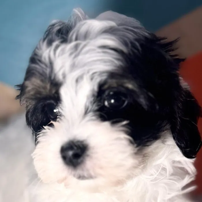 Female Shipoo puppy named Clover for sale at Petland Rogers.