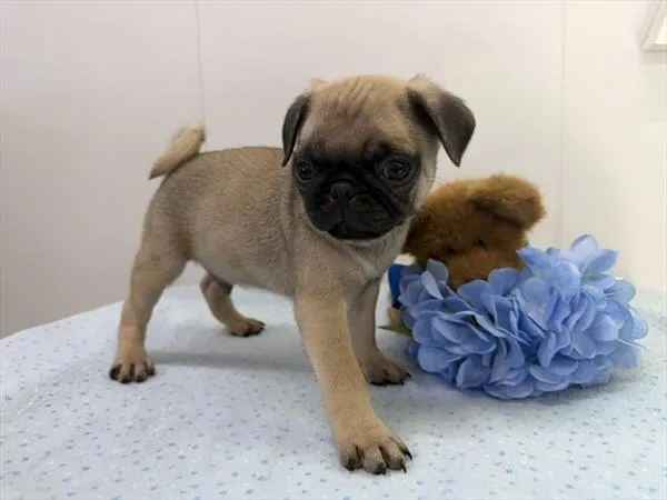 Male Pug puppy for sale at Petland Wichita West.