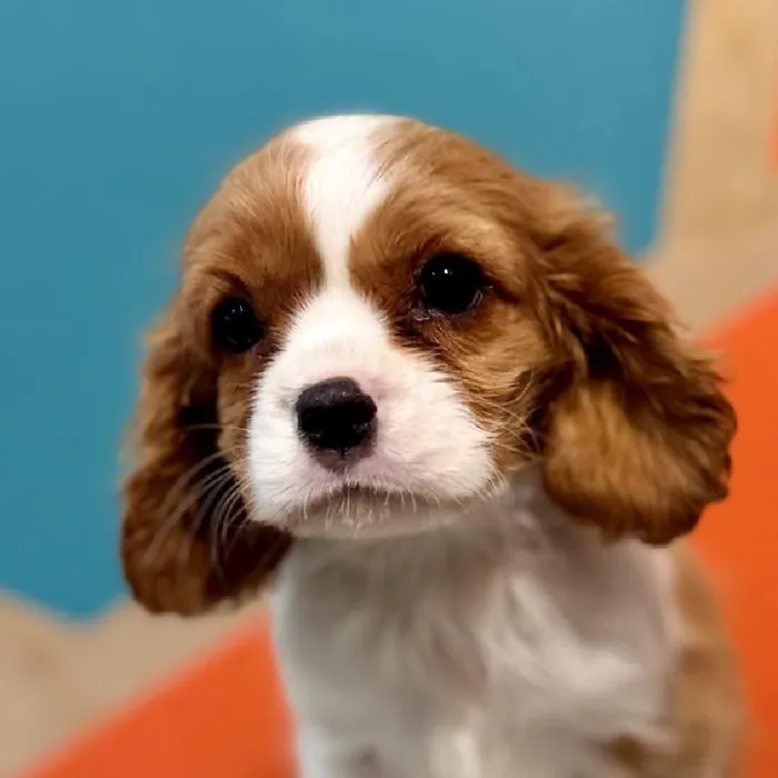 Female Cavalier King Charles Spaniel Puppy for Sale in Joplin, MO