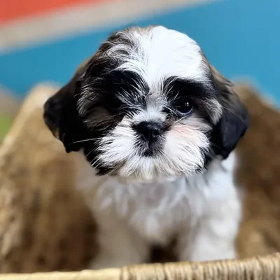 Female Shih Tzu Puppy for Sale in Rogers, AR