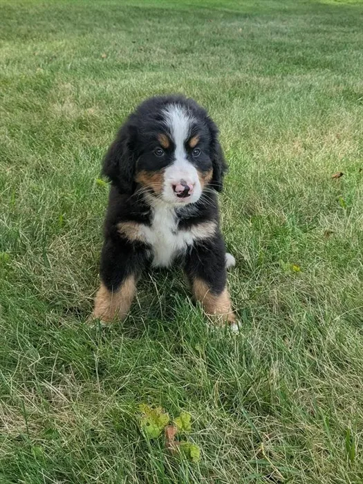 Female Bernese Mountain Dog puppy for sale at Petland Joplin.