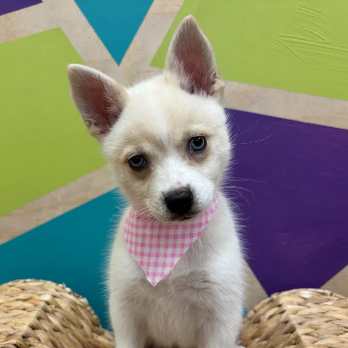 Female Alaskan Klee Kai puppy named Glamour for sale at Petland Wichita West.