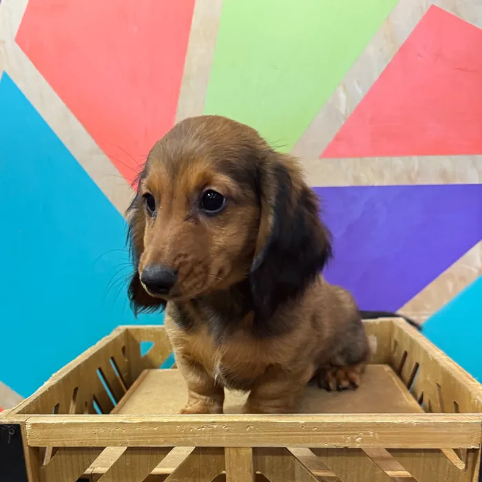 Male Dachshund puppy for sale at Petland Joplin.