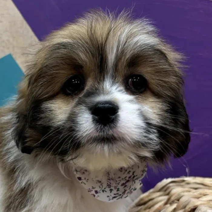 Male Lhasa Apso puppy named Poncho for sale at Petland Wichita West.