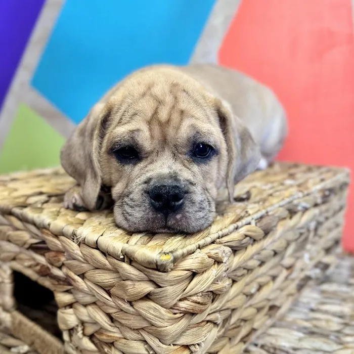 Male Mini Bulldog Puppy for Sale in Rogers, AR