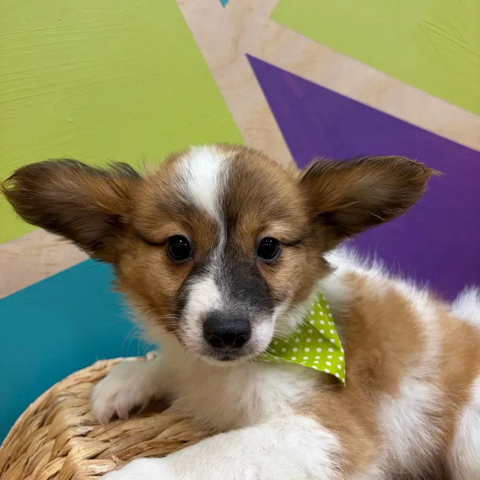 Male Papillon puppy named Butters for sale at Petland Wichita West.