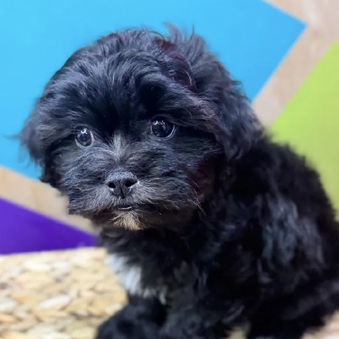 Male Teddy Bear Puppy for Sale in Joplin, MO
