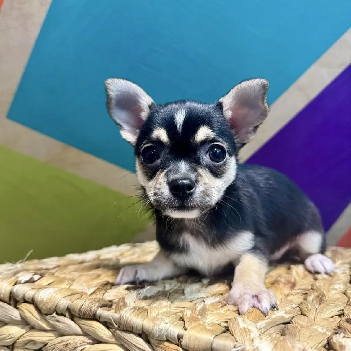 Female Chihuahua Puppy for Sale in Rogers, AR