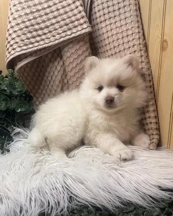 Male Pomeranian puppy for sale at Petland Joplin.