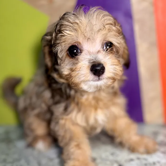 Female Poochi puppy named Julie for sale at Petland Rogers.