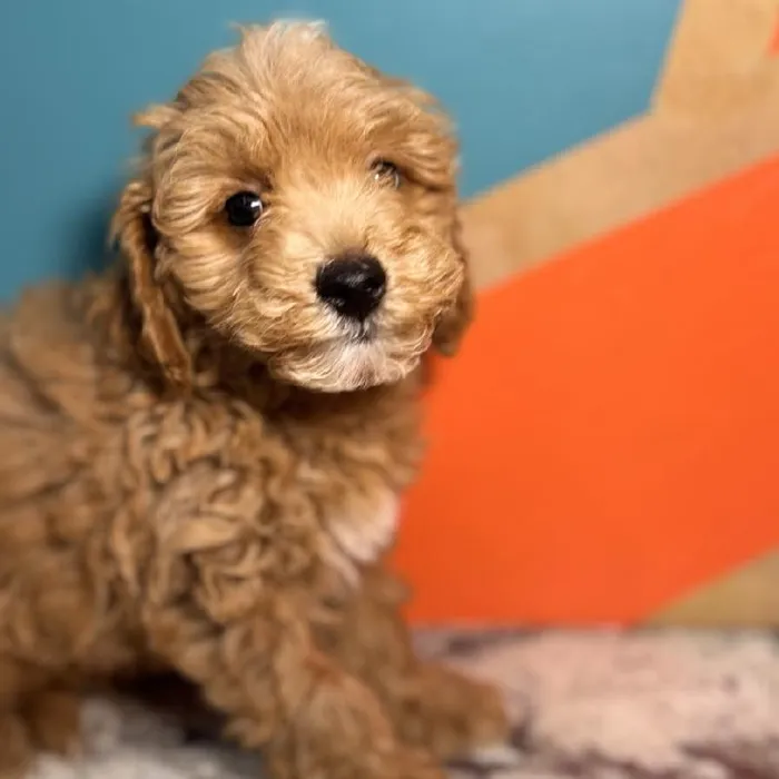Male F1B Mini Goldendoodle Puppy for Sale in Rogers, AR