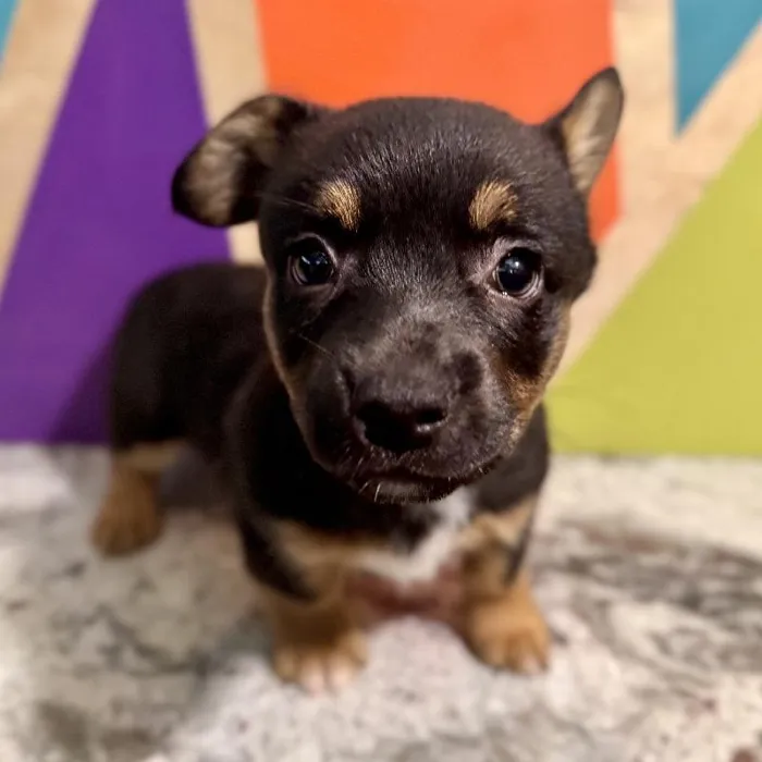 Male Froggie Puppy for Sale in Rogers, AR