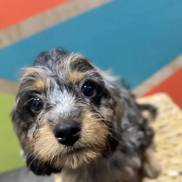 Female Cavapoo Puppy for Sale in Rogers, AR