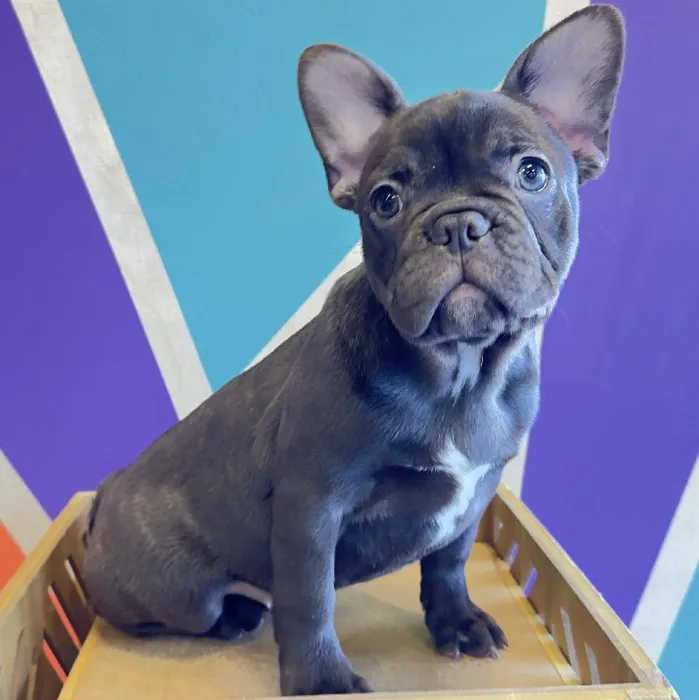 Female French Bulldog Puppy for Sale in Joplin, MO