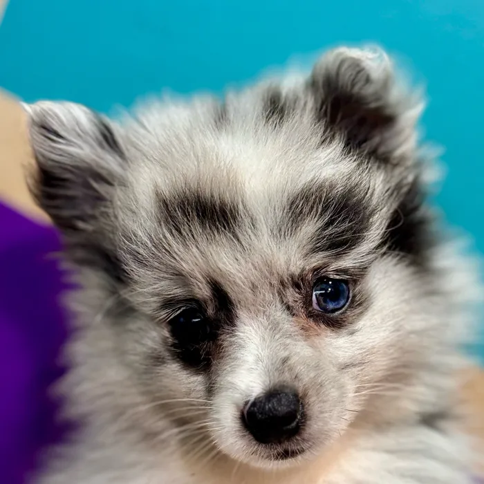 Female Pomeranian puppy for sale at Petland Rogers.