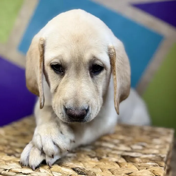 Male Labrador Retriever Puppy for Sale in Rogers, AR