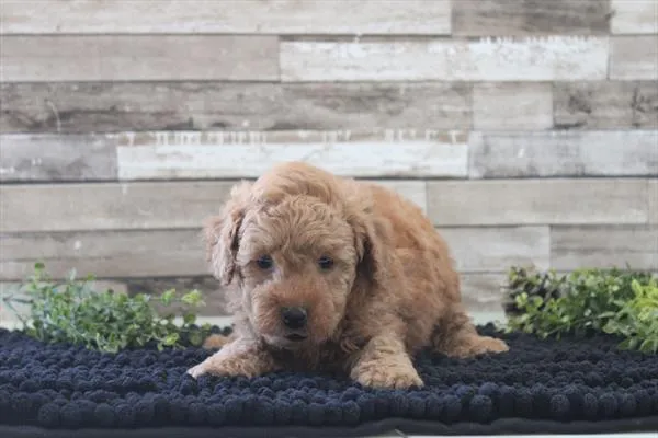 Male Mini Poodle puppy named Teddy for sale at Petland Rogers.