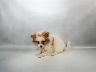 Male Pomeranian puppy for sale at Petland Joplin.