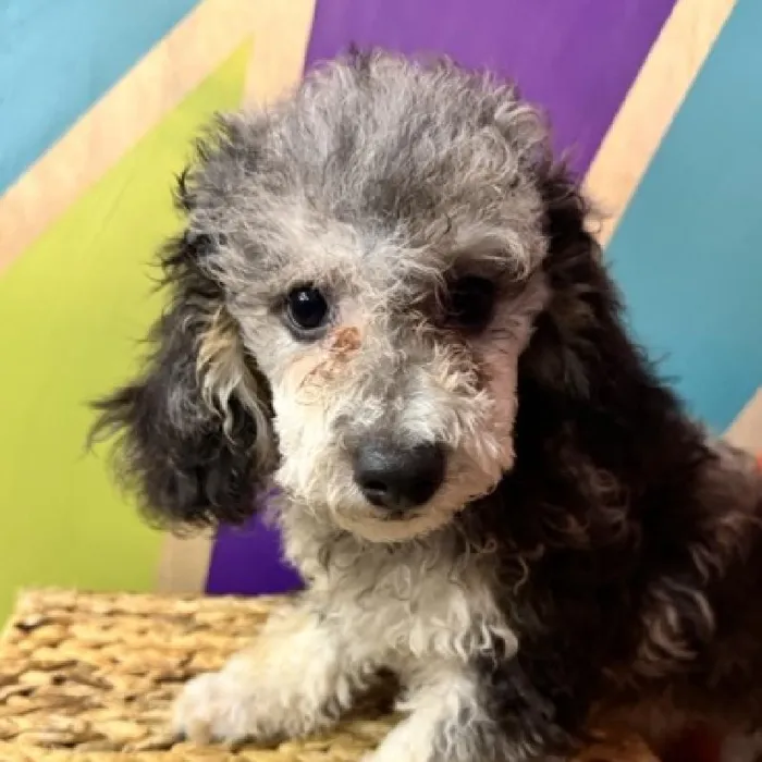 Male Mini Poodle Puppy for Sale in Rogers, AR
