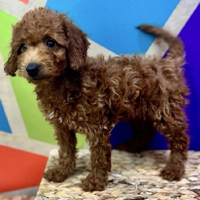 Female F1B Mini Goldendoodle Puppy for Sale in Rogers, AR