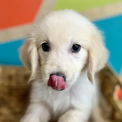 Female Golden Retriever Puppy for Sale in Rogers, AR
