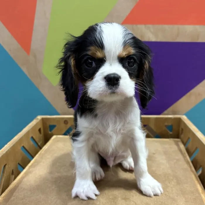 Male Cavalier King Charles Spaniel Puppy for Sale in Joplin, MO
