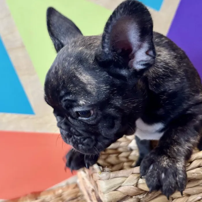 Male French Bulldog Puppy for Sale in Rogers, AR