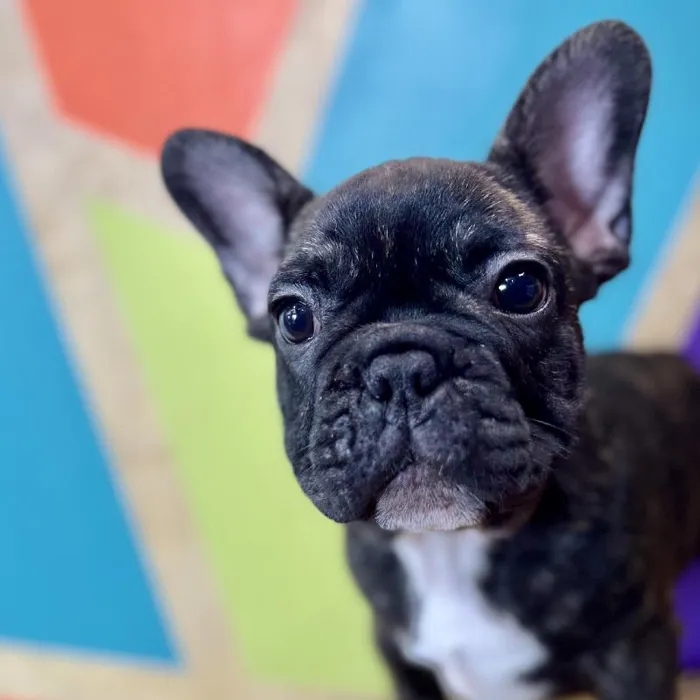 Male French Bulldog Puppy for Sale in Rogers, AR