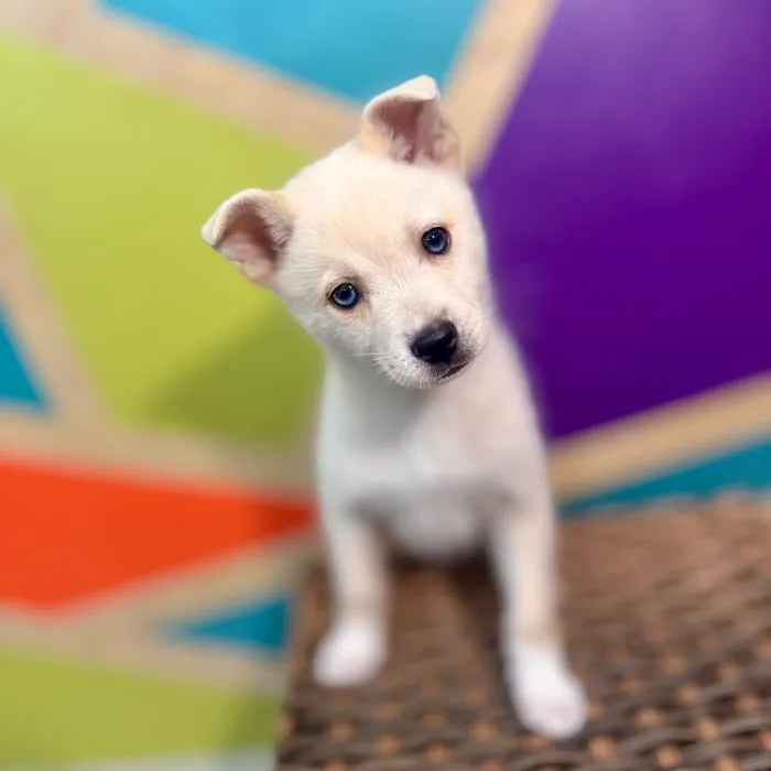 Male Alaskan Klee Kai puppy named James for sale at Petland Rogers.