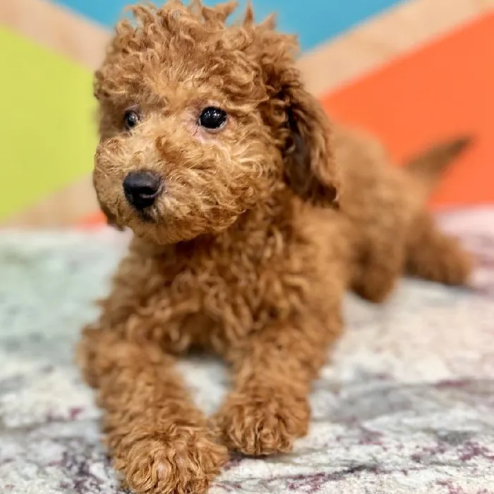 Female F1B Mini Goldendoodle Puppy for Sale in Joplin, MO