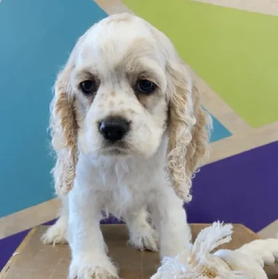 Male Cocker Spaniel puppy named David for sale at Petland Fayetteville.